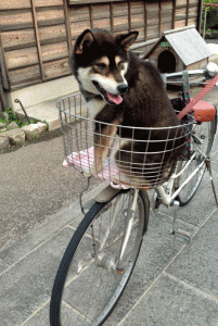 自転車カゴのイチロー