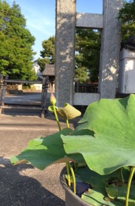 6月6日　蓮の花芽