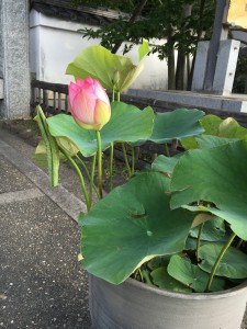 2016年初の蓮の花