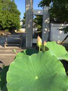 ７月４日　蓮